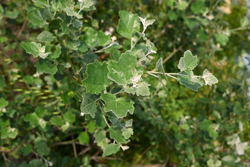 Populus alba