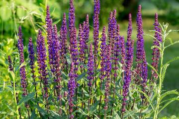 Background or Texture of Salvia nemorosa 'Caradonna' Balkan Clary in a Country Cottage Garden in a romantic rustic style.