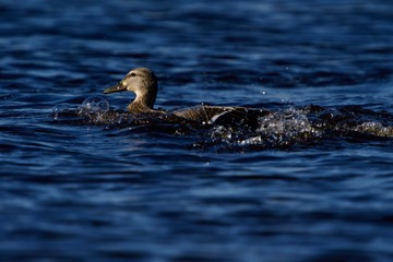 duck in water