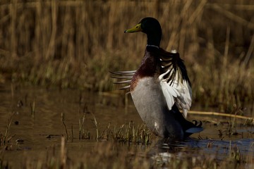 mallard duck on the lake