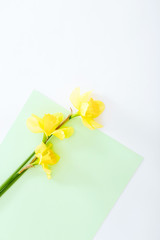 Flowers composition. Spring narcissus flowers on colorful background. Top view