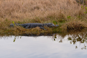 An adult American Alligator (Alligator mississippiensis) lying in the grass near the water in Florida, USA.