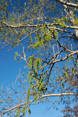 Populus alba