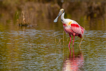 A Roseate Spoonbill (Platalea ajaja) wading and looking for food is reflected in the water in the Merritt Island National Wildlife Refuge in Florida, USA.