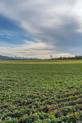 Wanderweg entlang von B&auml;umen und Feldern im Winter