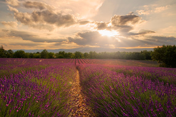 Fototapeta na wymiar Barjac, France: A lavender field at sunset