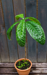 Small avocado tree in a flower pot on a background of wooden boards.