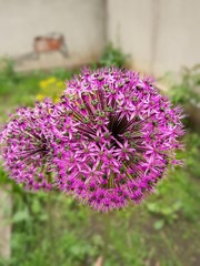 purple flowers in the garden