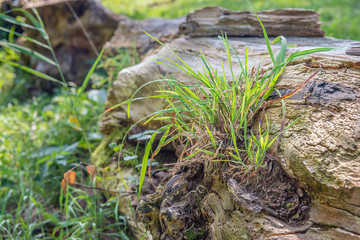 Fresh grass grows on rotting tree trunk