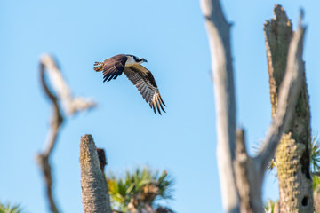 An osprey (Pandion haliaetus) flying through trees against a blue sky in Florida, USA.