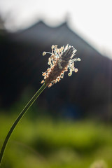 Plantain en contre-jour
