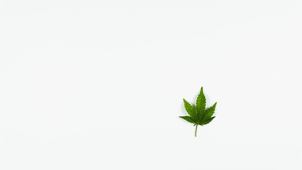 Medical marijuana leaves on white background, flat lay. Concept of health care, herbal and alternative medicine