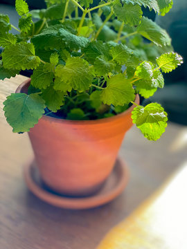 Lemon balm (Melissa officinalis) plant in a terracotta pot in the sunshine on table or windowsill. Common balm, balm mint.