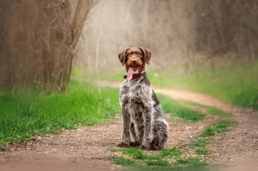 Foto op Aluminium Drahthaar hunting dog beautiful portrait in the forest spring walk with the dog © Kate