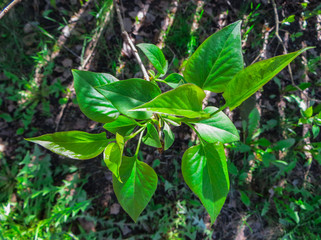 Young shoots and blossoming leaves of lilac in the spring.