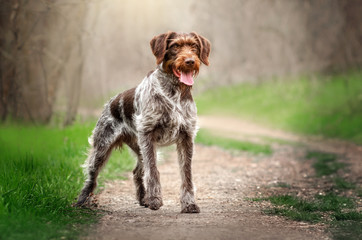 Drahthaar hunting dog beautiful portrait in the forest spring walk with the dog