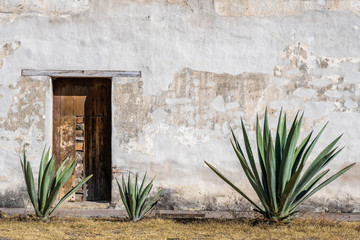 A Mexican scene of three espadin agave plants, against a rugged peeling white wall with a wood...