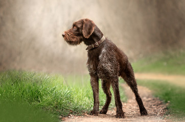 Drahthaar hunting dog beautiful portrait in the forest spring walk with the dog
