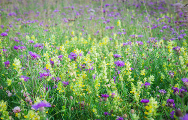 Summer floral landscape. Field with colorful yellow and purple wildflowers in summer
