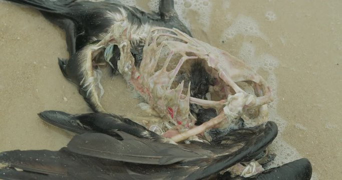 Death of birds, environmental disaster at sea.