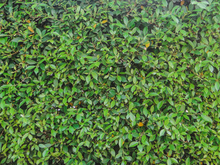 green grass background