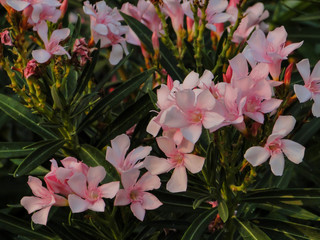 pink flowers in the garden