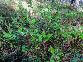 Young, flowering blueberry shoots in the forest in early spring.