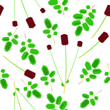 Sanguisorba minor, Salad Burnet. Botanical flat vector illustration. Seamless pattern