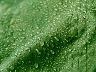 Green waterproof fabric with water drops.