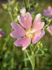 Wild flower Althaea officinalis in the meadow.