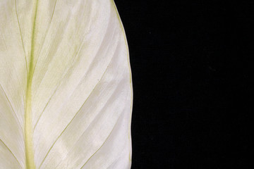 Fototapeta na wymiar A White Peace Lily Petal Leaf on Black Background Close Up