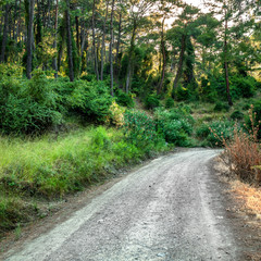 Road in summer tropical pine forest. Outdoors