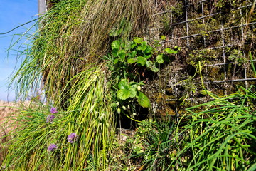 Flowering chives, allium schoenoprassum, on green living wall, vertical garden exterior facade with flowers and plants on sunny summer day