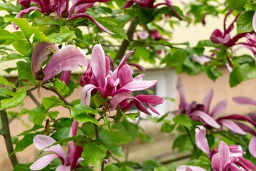 Fototapeta premium Spring tree flowering - Magnolia flowers blooming on the tree. Slovakia 
