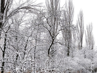 Trees in the snow in the park. Winter in Ukraine, Kiev