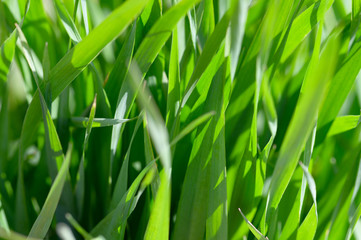 Background of tall green grass in the bright sun