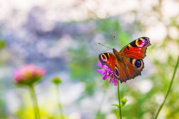 paon du jour sur une fleur