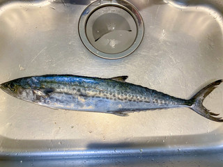 Photograph of freshly fished mackerel.
