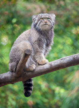 Pallas's cat (Otocolobus manul). Manul is living in the grasslands and montane steppes of Central Asia. Portrait of cute furry adult manul on the branches of a tree