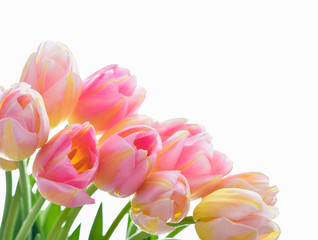 Spring Tulip Flowers over white. Tulips bunch. Pink tulips.