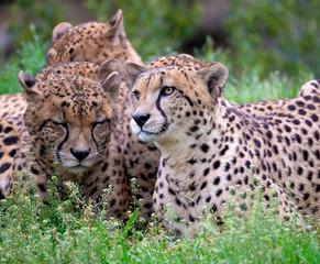 Portrait of a pair of cheetahs lying in the grass	