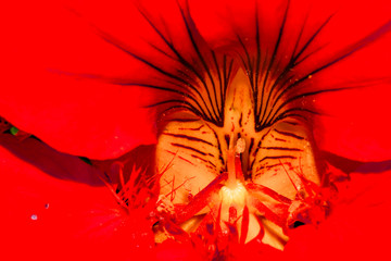 Close-up of nice nasturtium flower. 
Enhanced on a suitable background it shows all its colors and splendor
