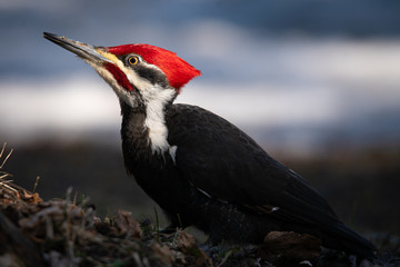 Pileated Woodpecker. Side profile. Excavating a tree stump on forest floor. 