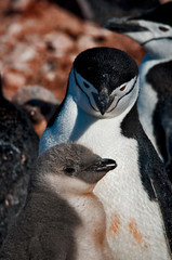 Chinstrap Penguin © rubbersoulroad