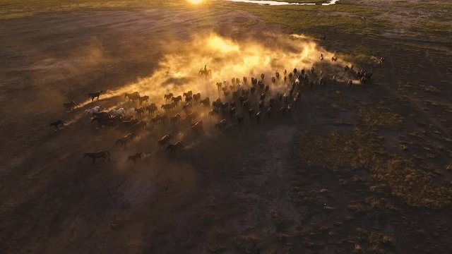 horses running in herd in Kayseri, Turkey