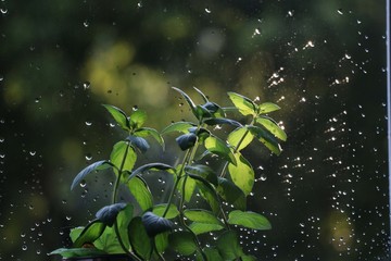 branch of a tree and raindrops. Wallpaper With Green  Leaf and Rain Drops. Raindrops On the Window. Monsoon
