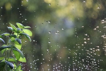 rain drops on leaves. Nature in Monsoon. Wallpaper with Rain Drops