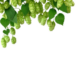 Hop branches with cones and green leaves, isolated without a shadow. Common hop or Humulus lupulus...