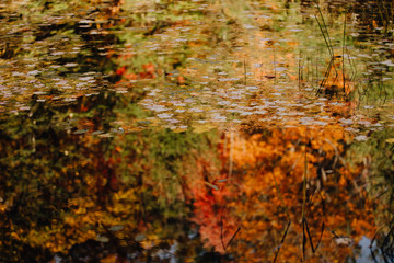 Reflet des arbres et chute de feuilles dans l'eau