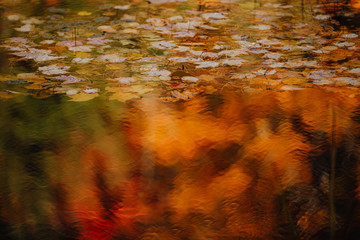 feuilles et couleurs d'automne dans le ruisseau tel une peinture